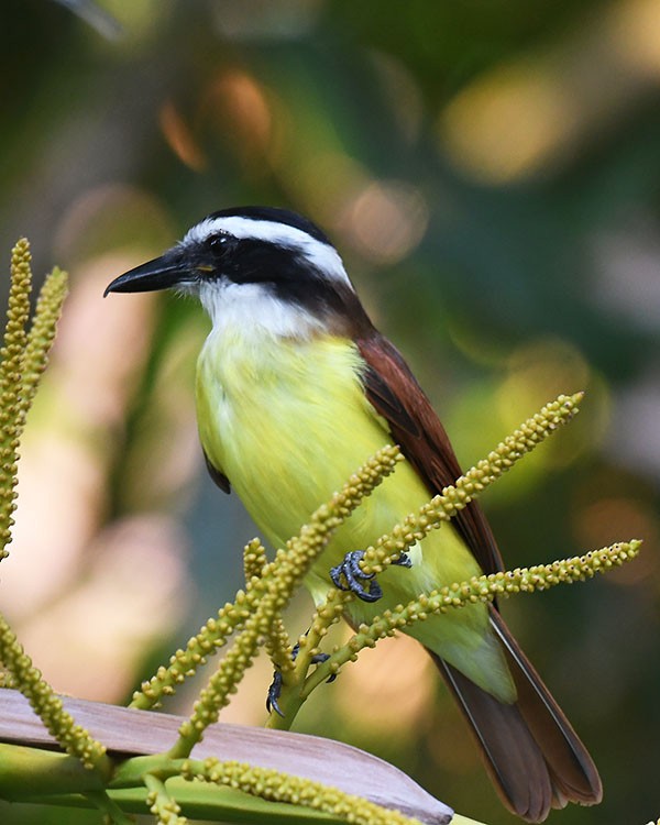 Great Kiskadee - ML631827954