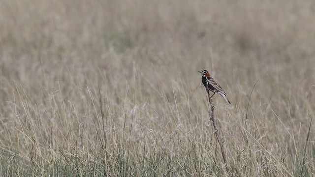 Chestnut-collared Longspur - ML631827979