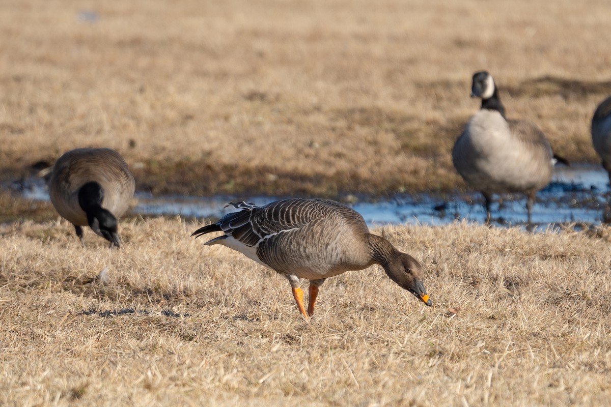 husa tundrová - ML631827995