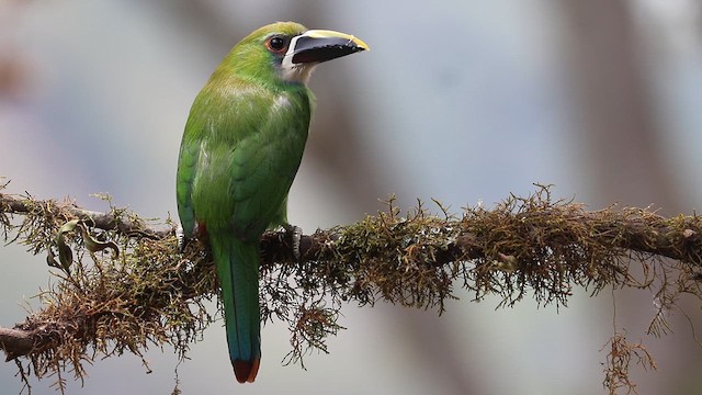 Toucanet à gorge blanche - ML631828030