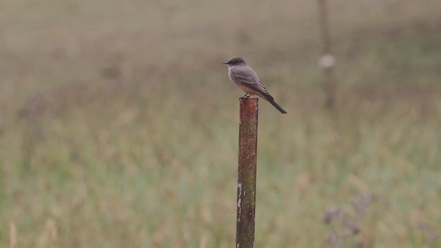 Say's Phoebe - ML631828034