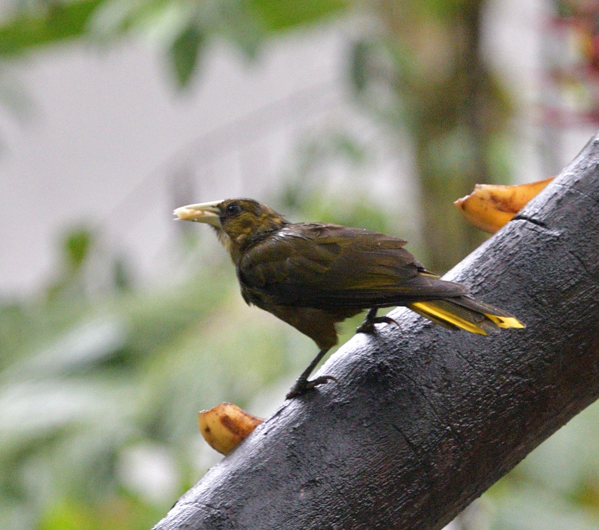 Dusky-green Oropendola - ML631828071