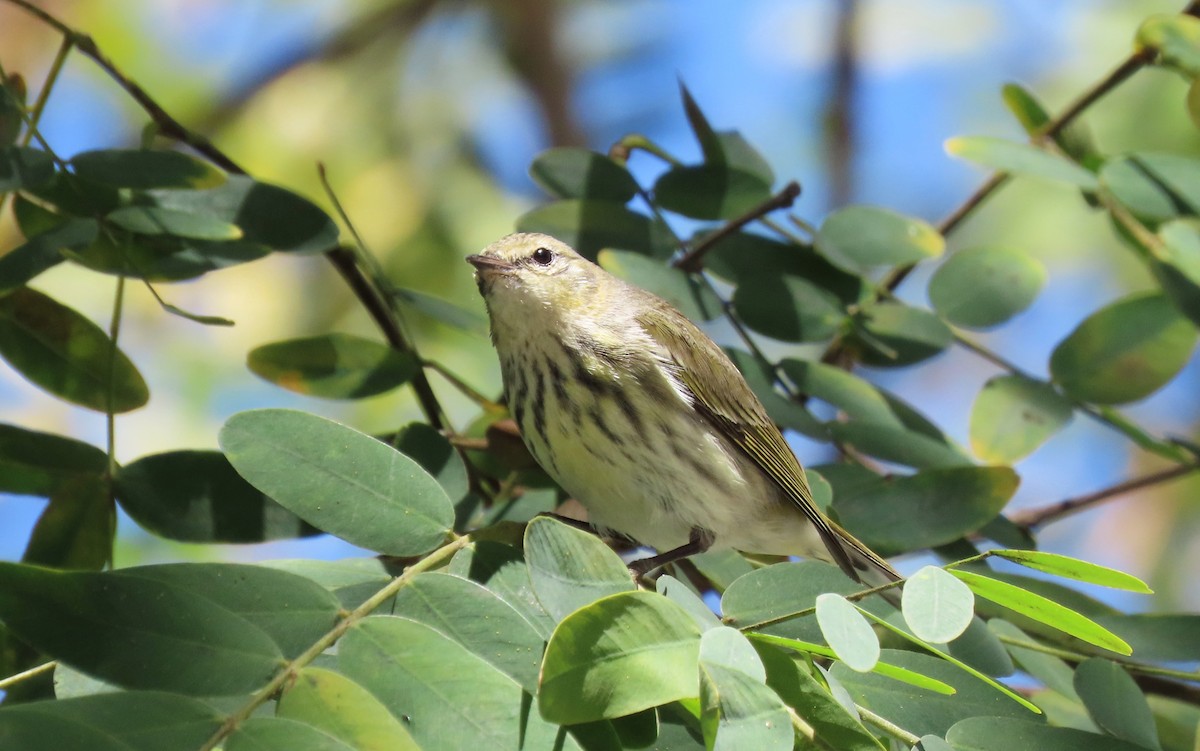Cape May Warbler - ML631828092