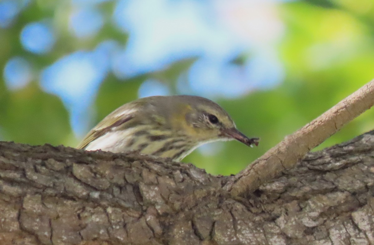 Cape May Warbler - ML631828098