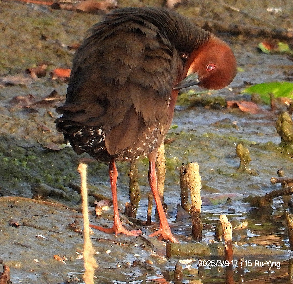 Ruddy-breasted Crake - ML631828139