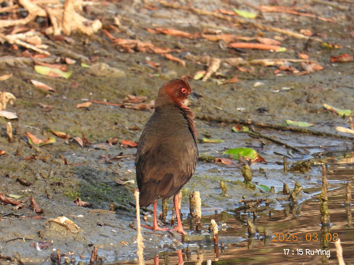 Ruddy-breasted Crake - ML631828141