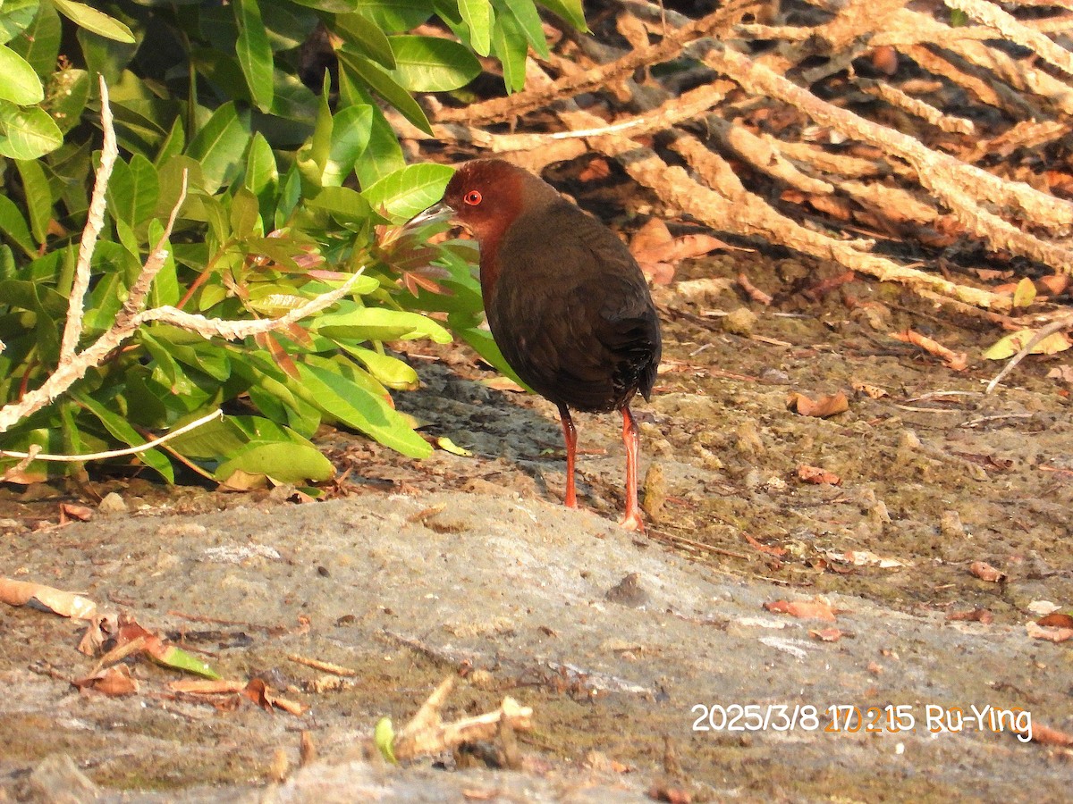Ruddy-breasted Crake - ML631828142