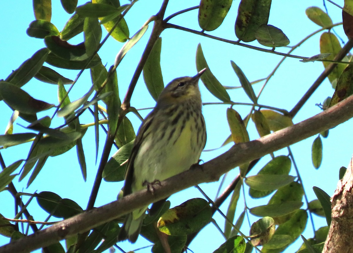 Cape May Warbler - ML631828150