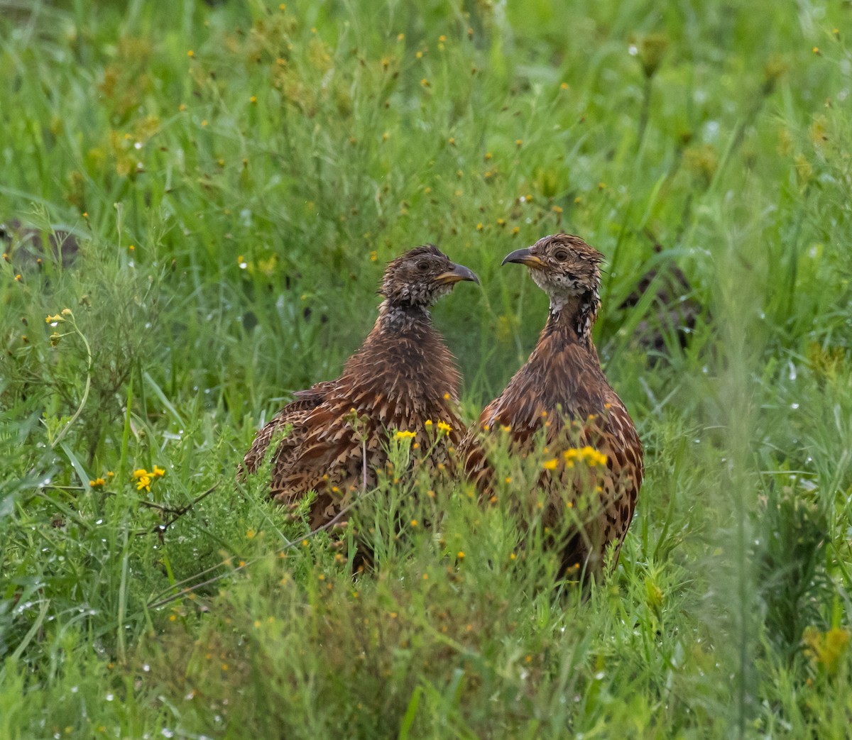 Orange River Francolin - ML631828159