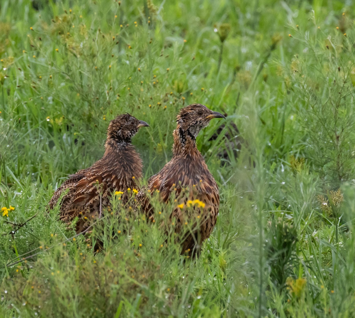 Orange River Francolin - ML631828168
