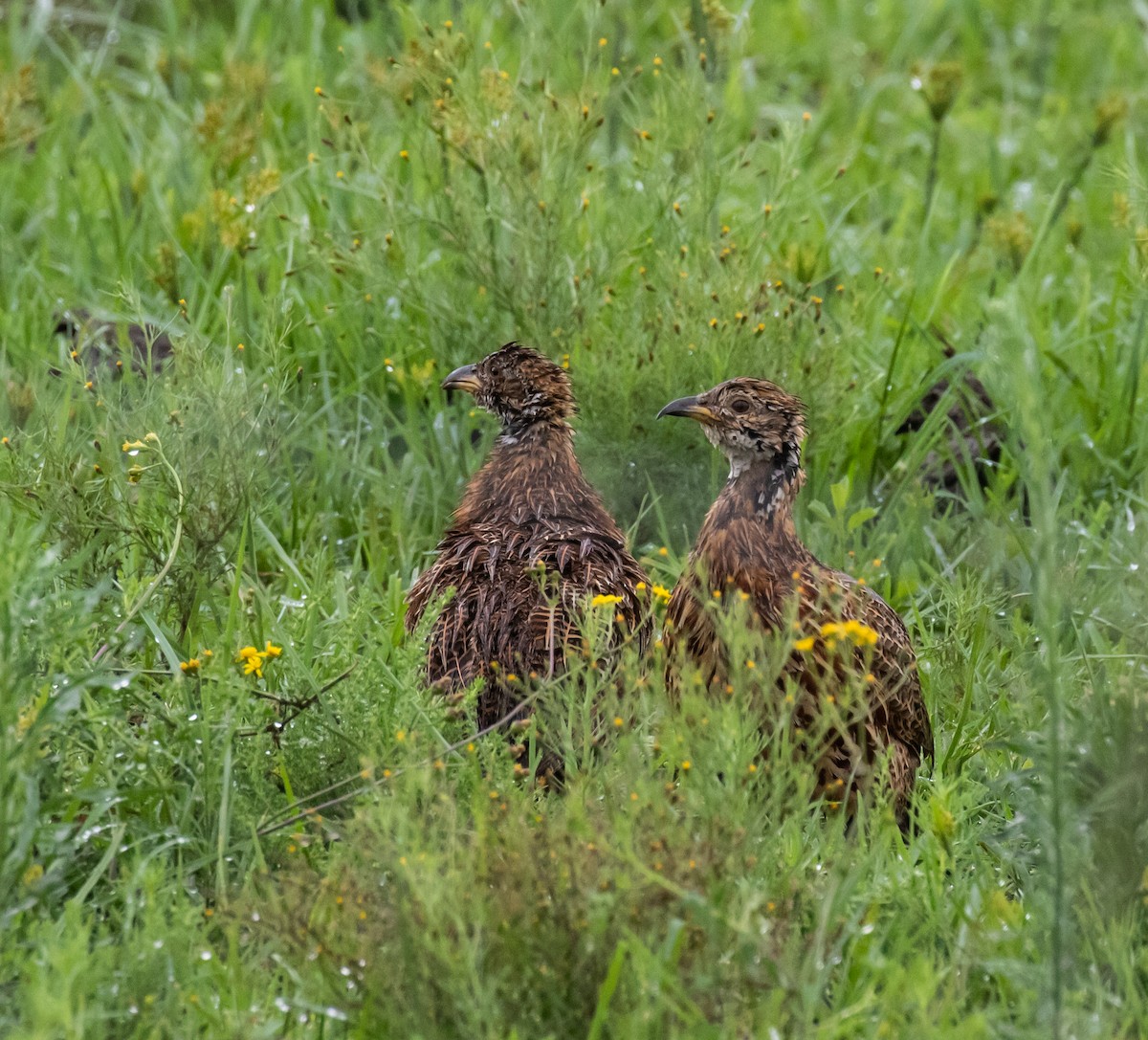 Orange River Francolin - ML631828170