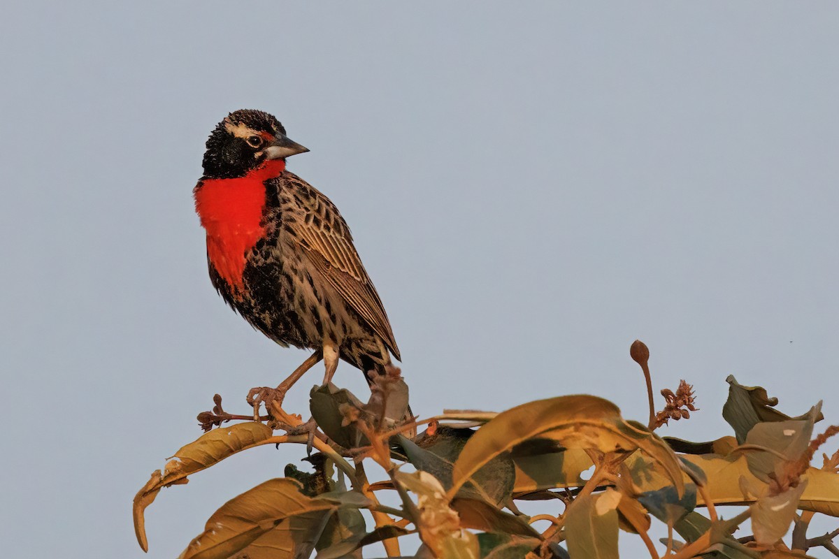 Peruvian Meadowlark - ML631828214