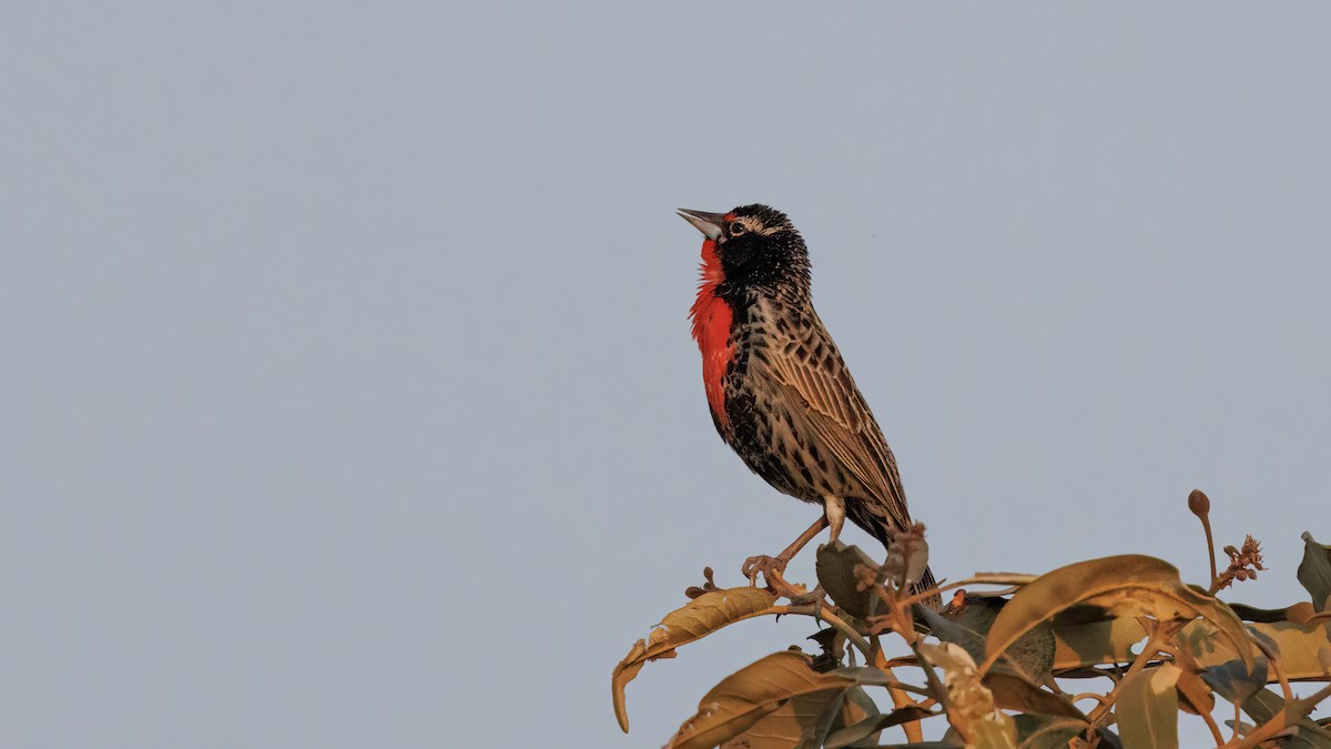 Peruvian Meadowlark - ML631828215