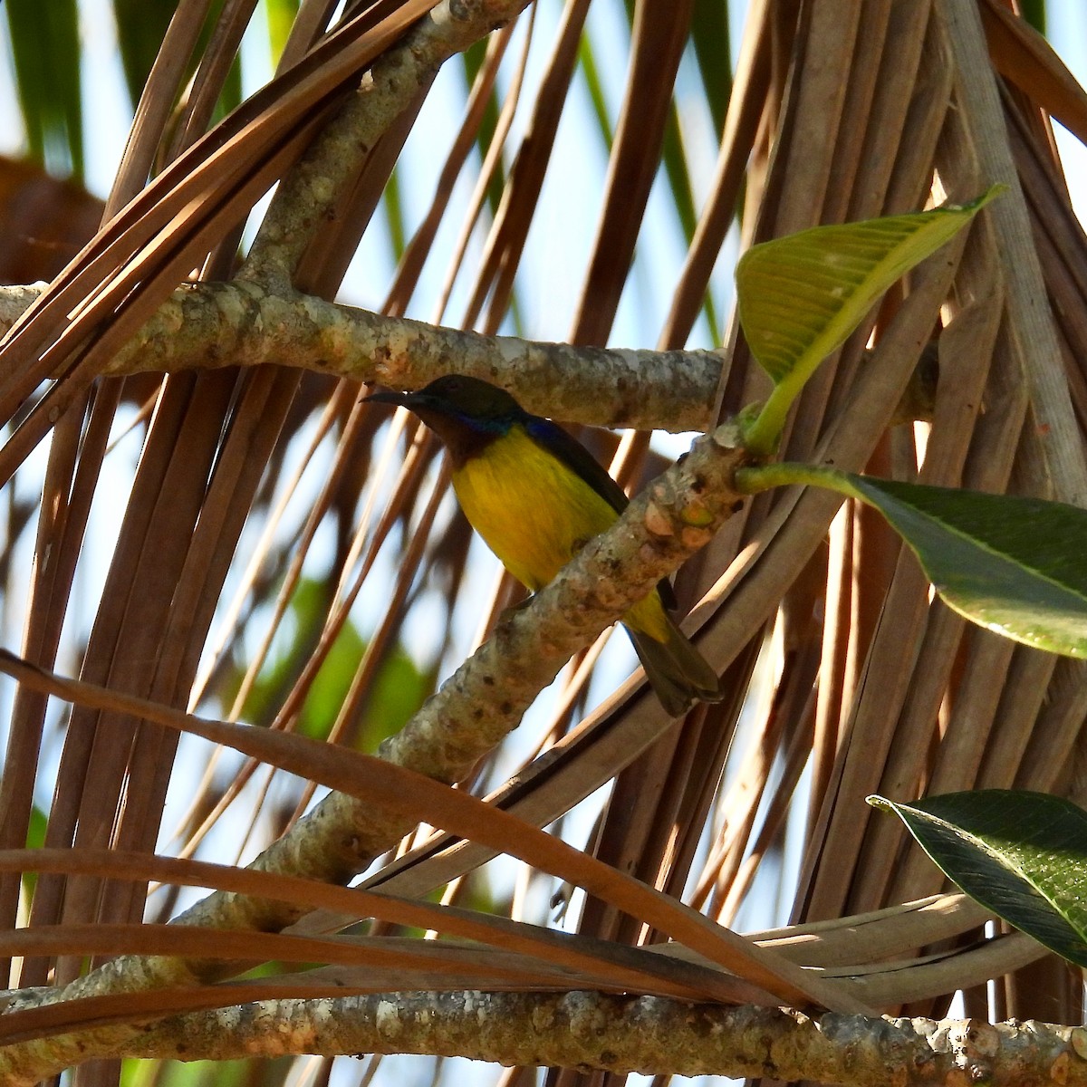 Brown-throated Sunbird - ML631828449