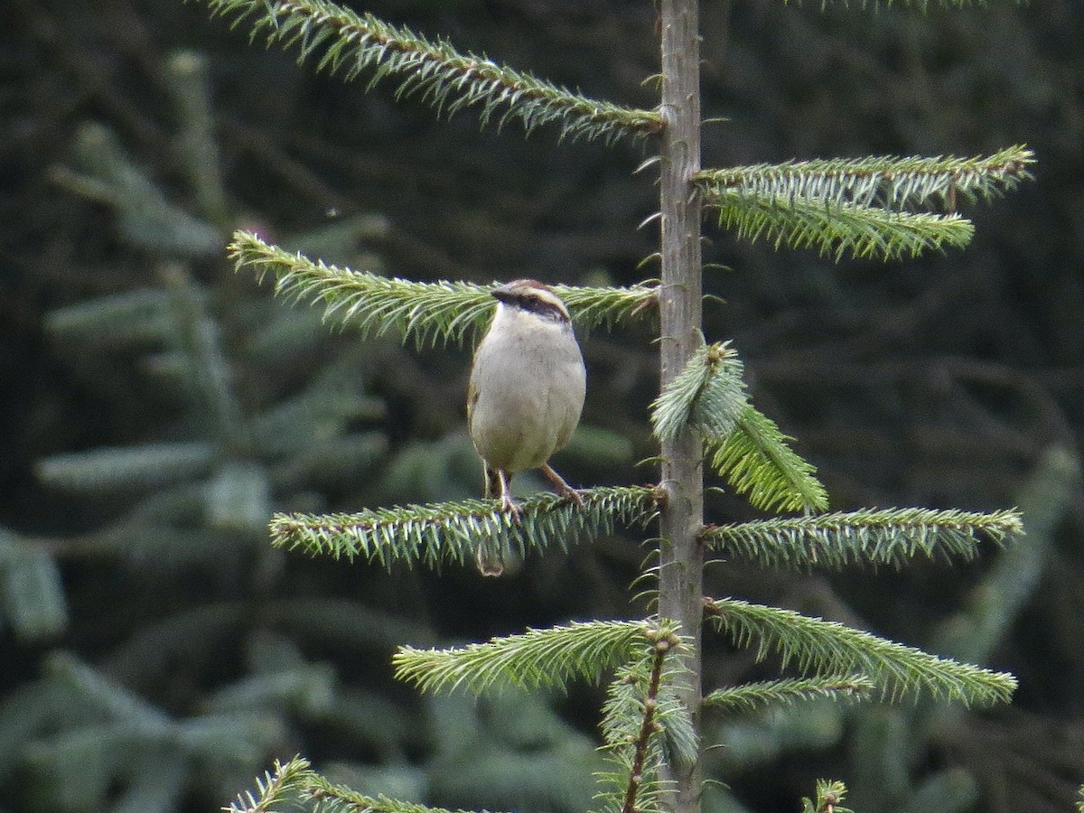 Striped Sparrow - ML631828463
