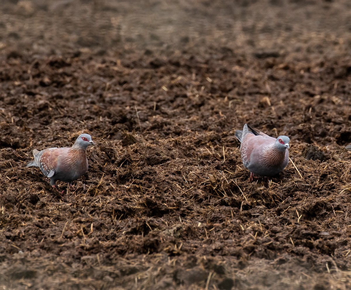 Speckled Pigeon - ML631828581