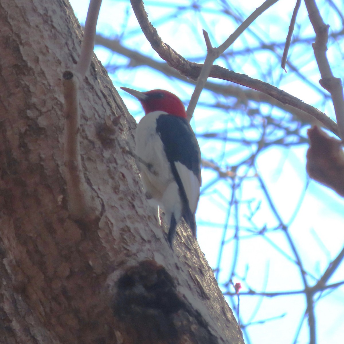 Red-headed Woodpecker - ML631828714