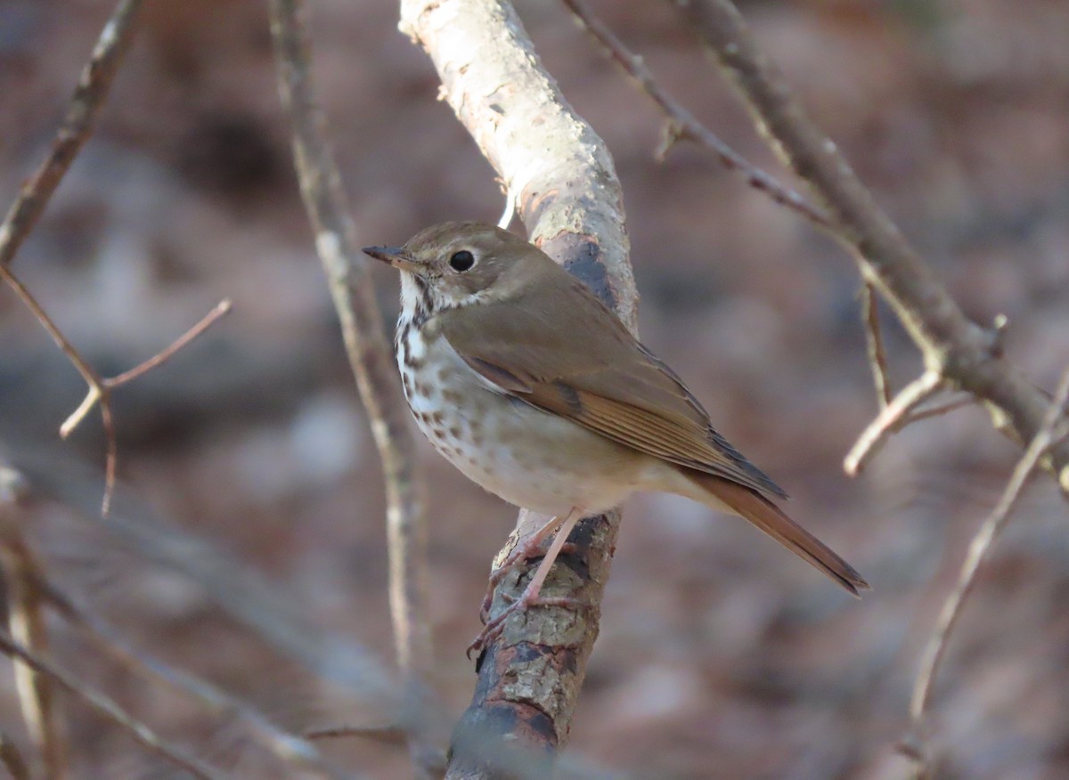 Hermit Thrush - ML631828731
