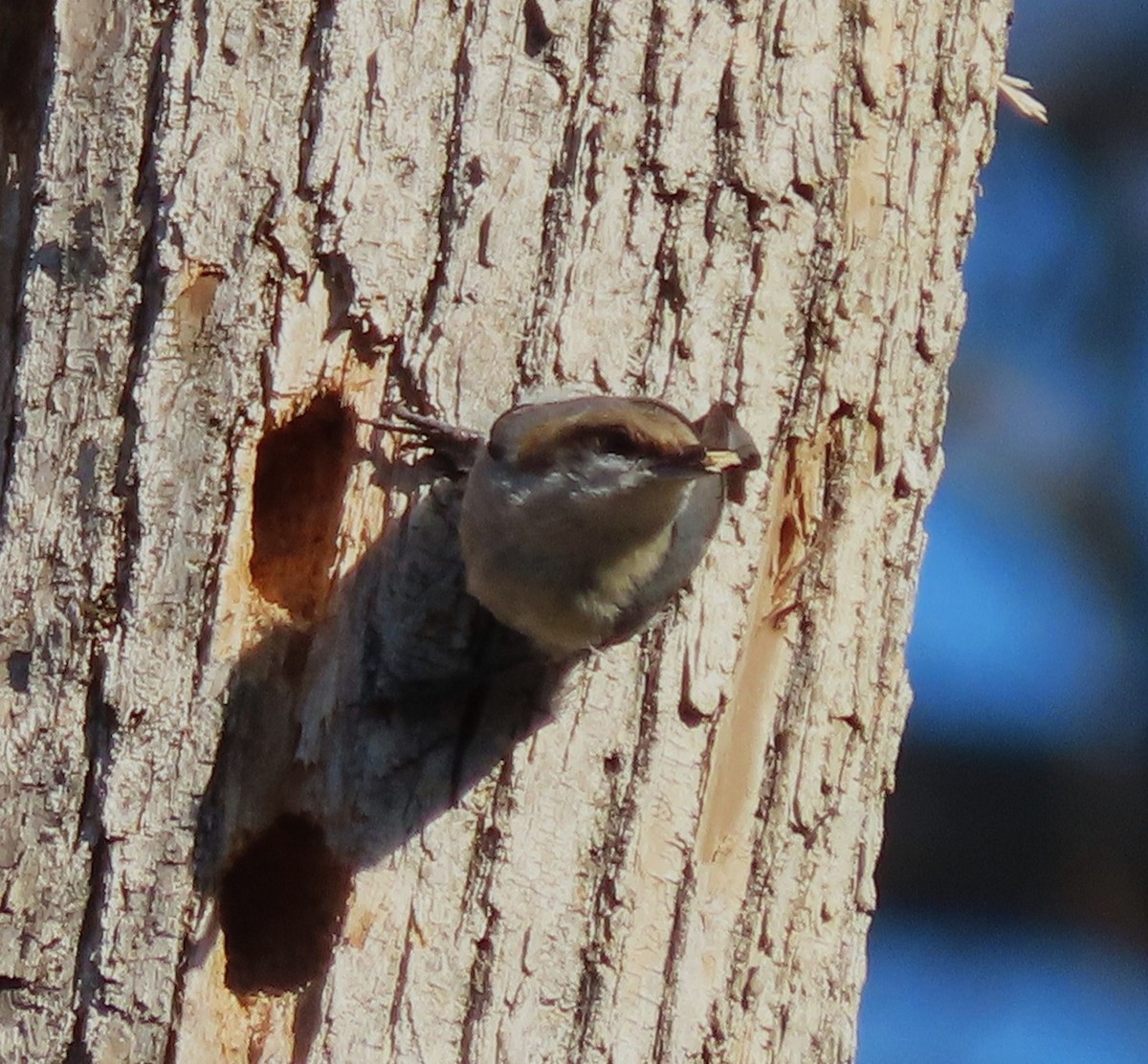 Brown-headed Nuthatch - ML631828735