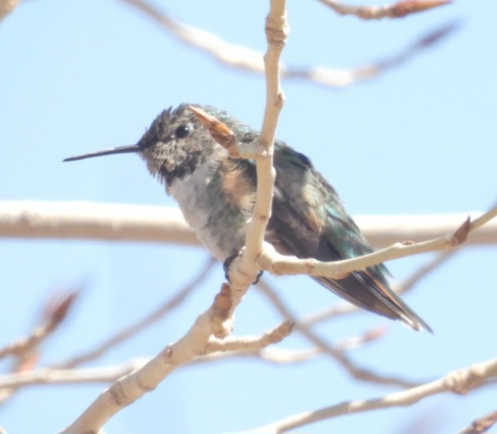 Broad-tailed Hummingbird - ML631828899