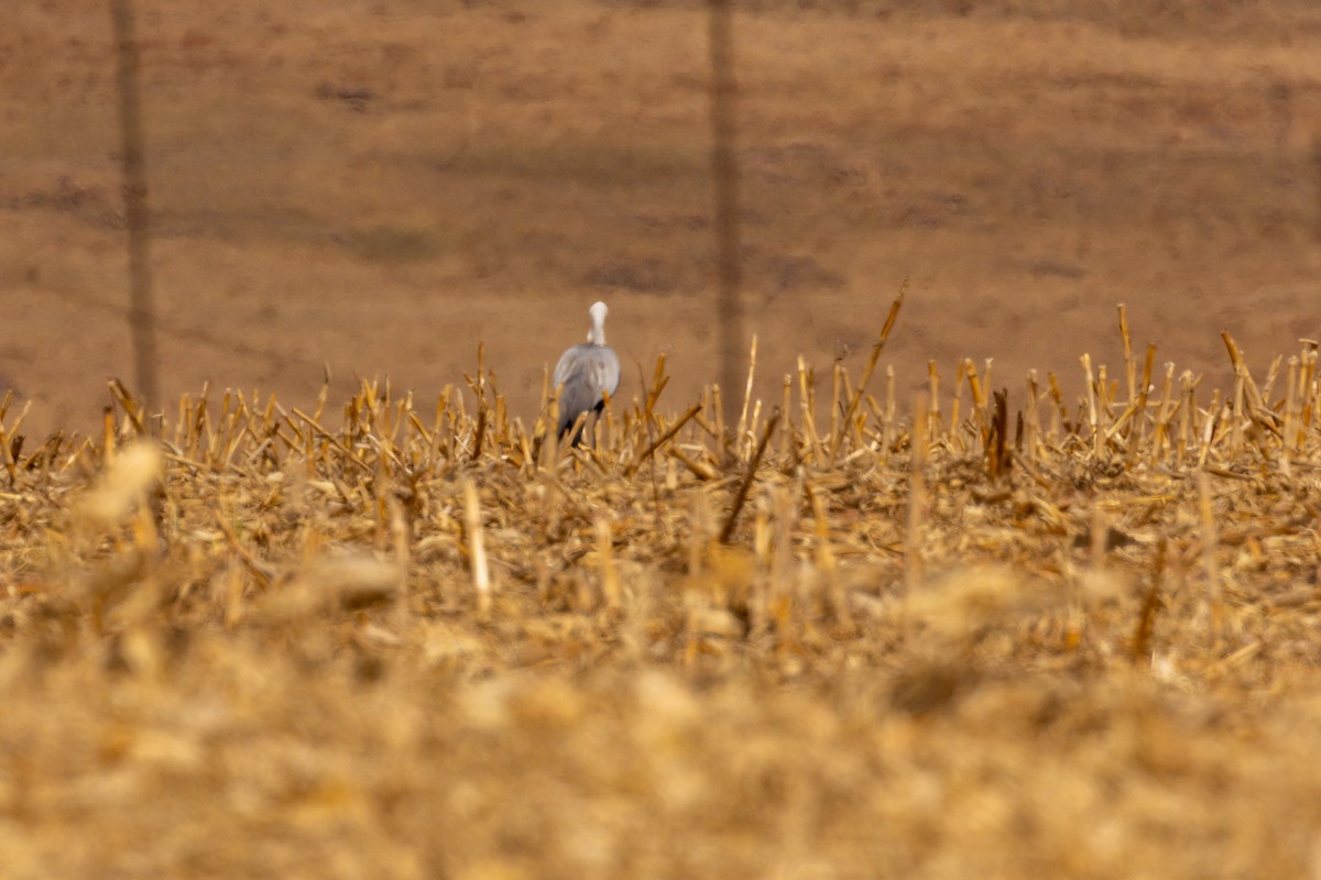 Wattled Crane - ML631828922