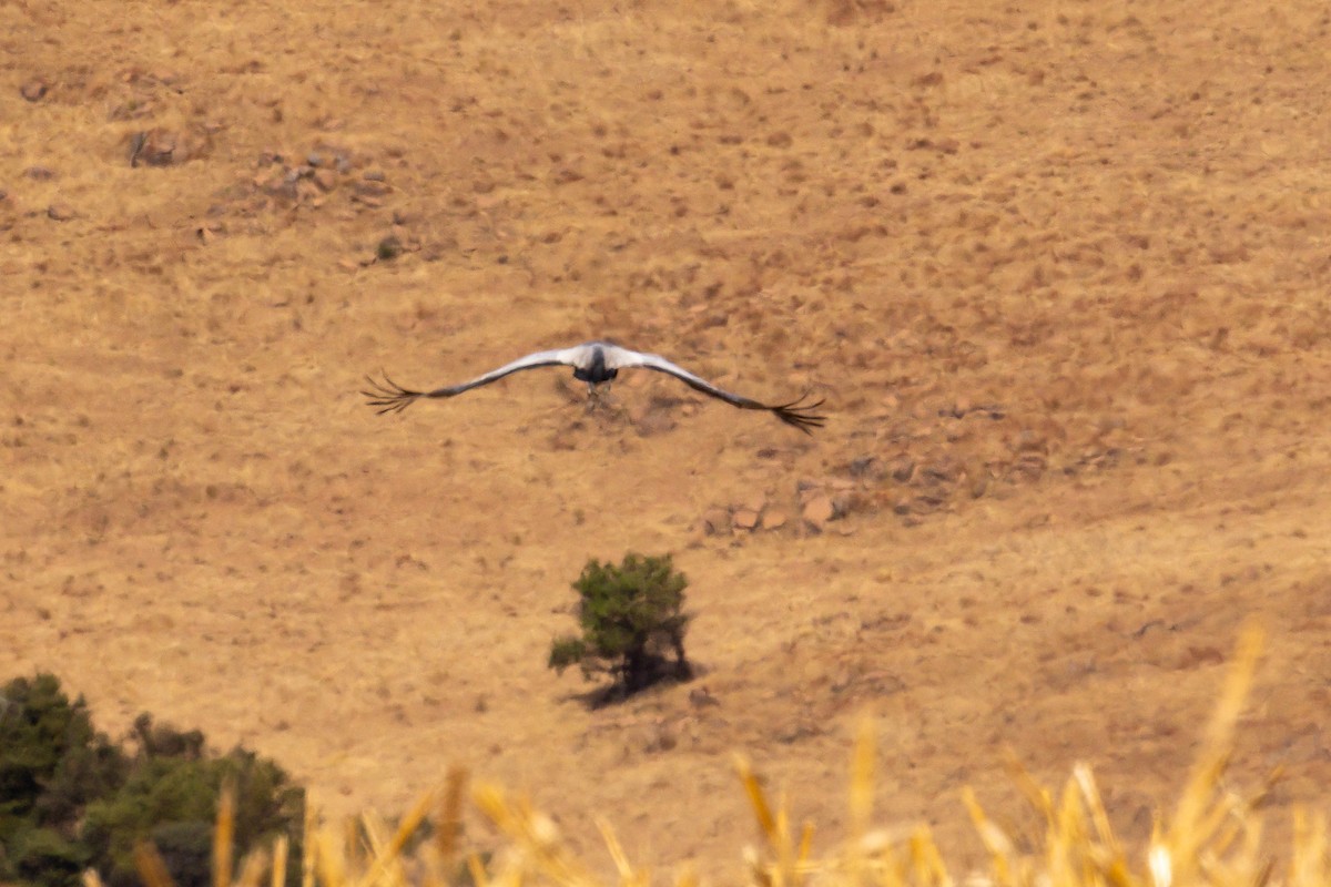 Wattled Crane - ML631828923