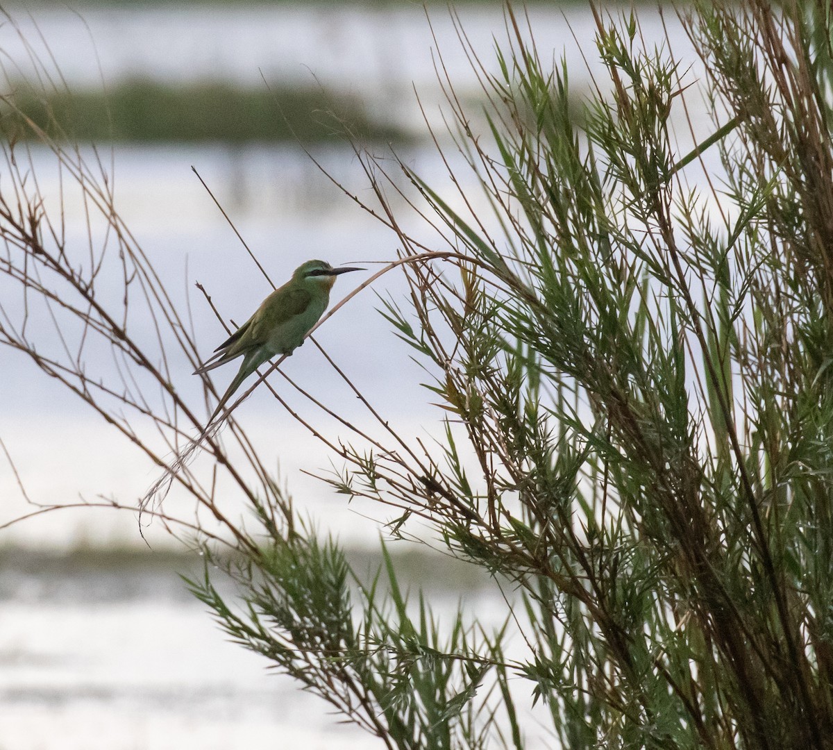 Blue-cheeked Bee-eater - ML631829278