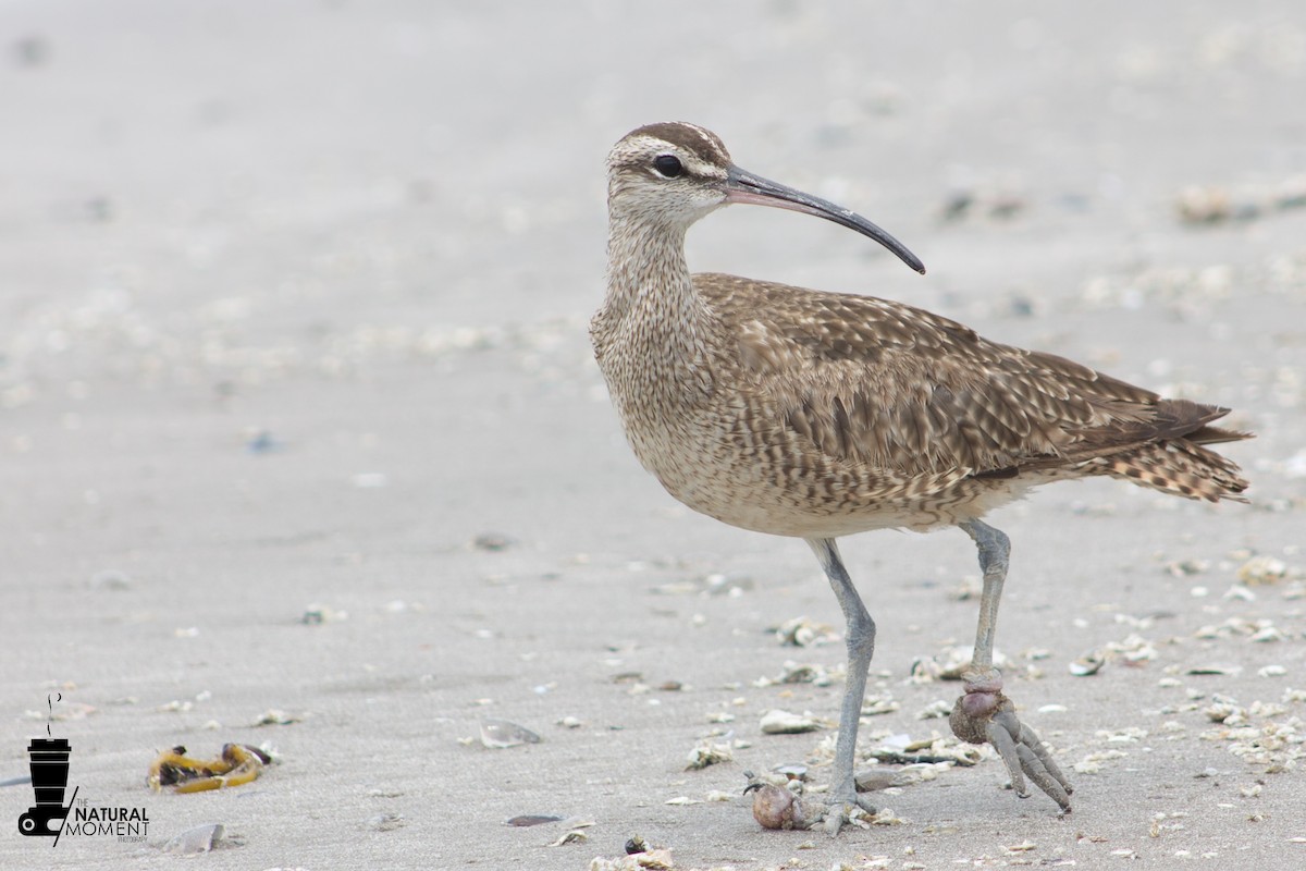 Hudsonian Whimbrel - ML631829297