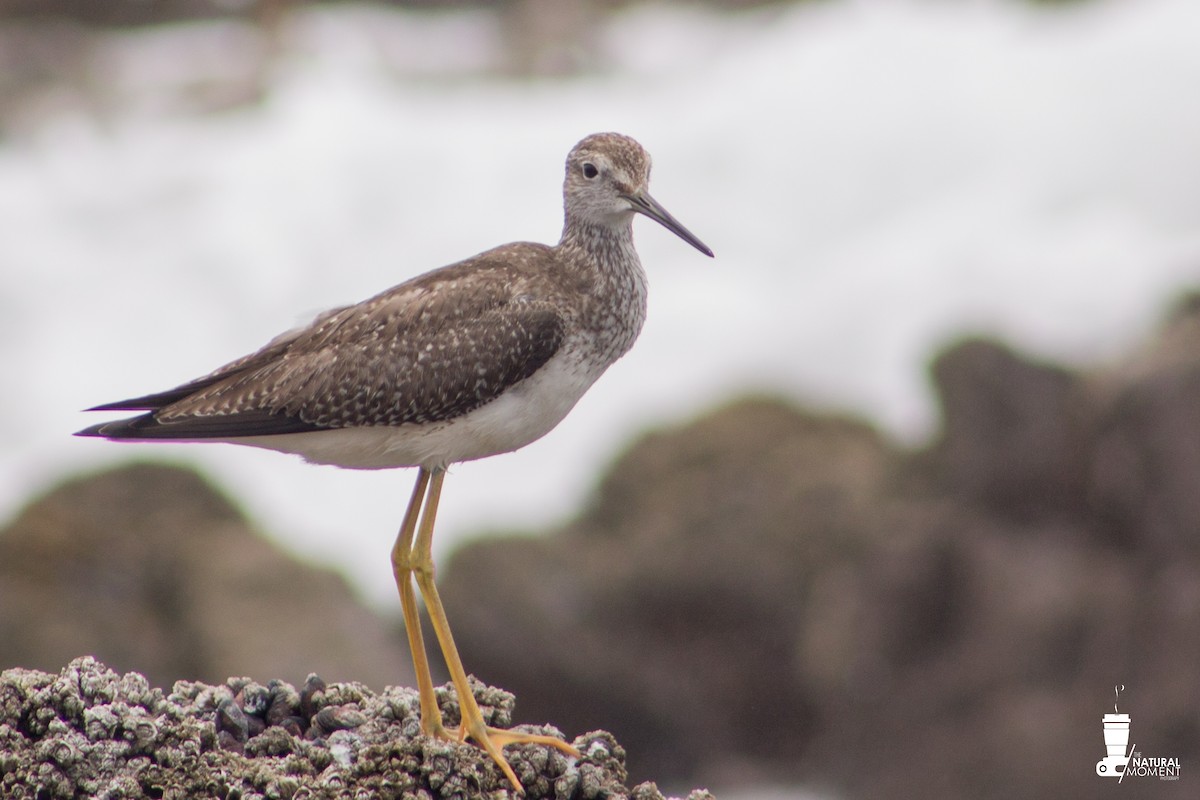 Greater Yellowlegs - ML631829337