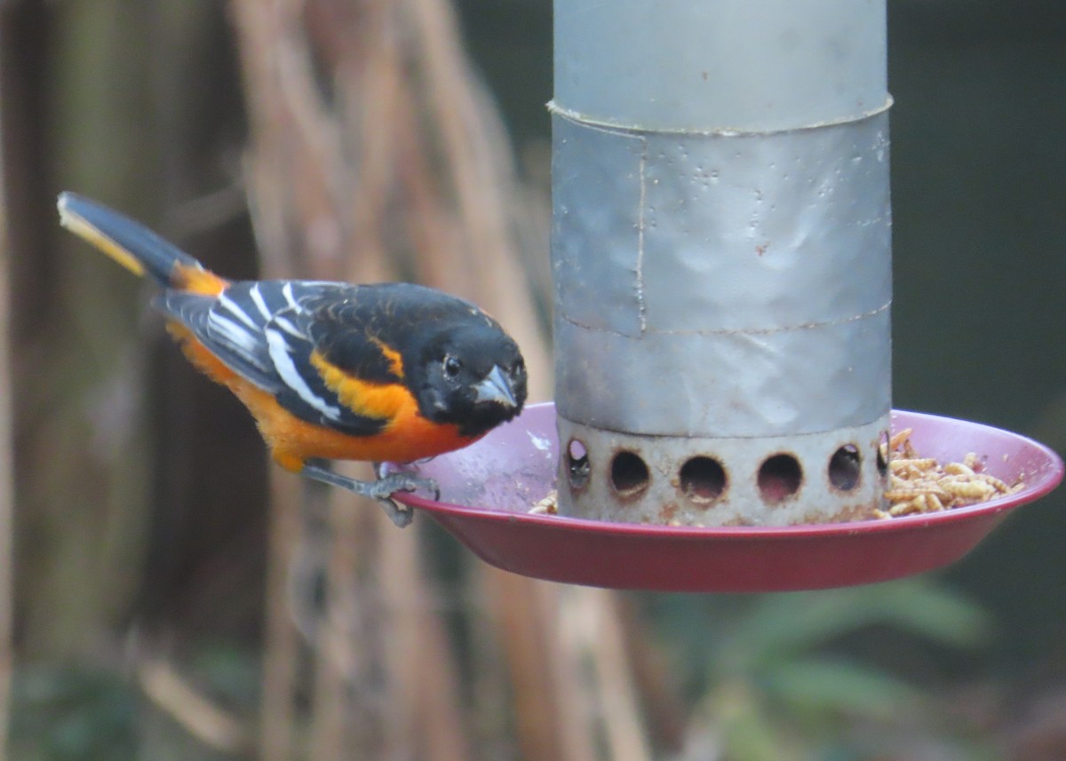Baltimore Oriole - ML631829408
