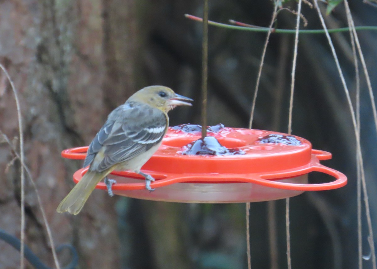 Baltimore Oriole - ML631829411