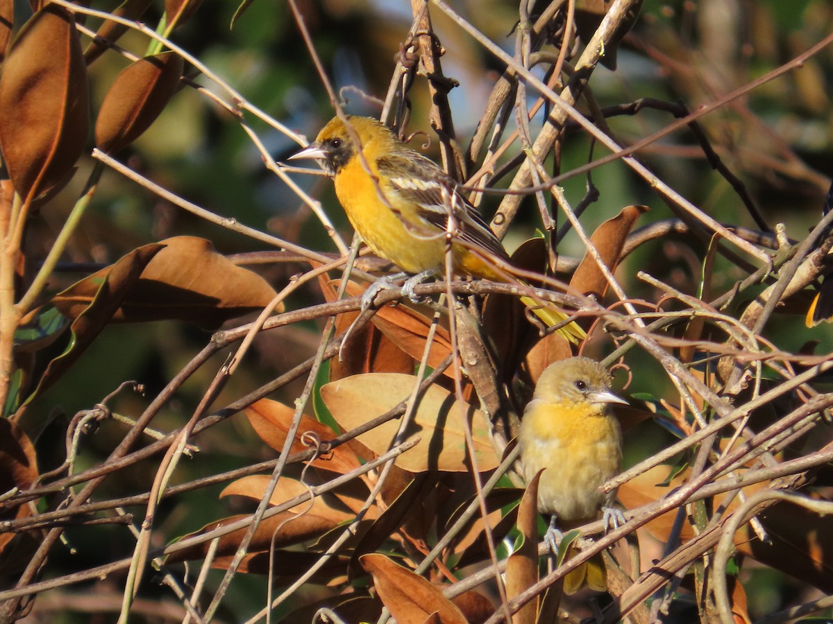 Baltimore Oriole - ML631829412