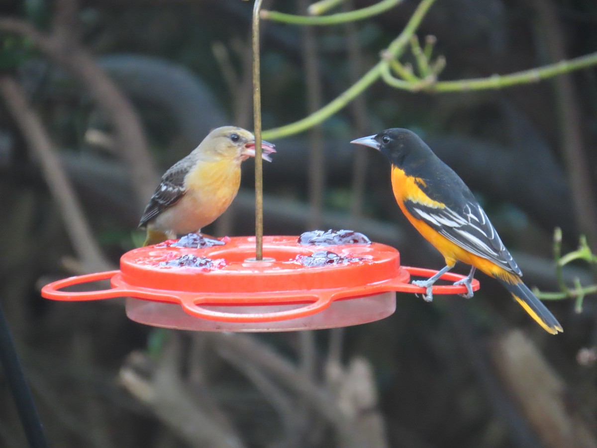 Baltimore Oriole - ML631829413