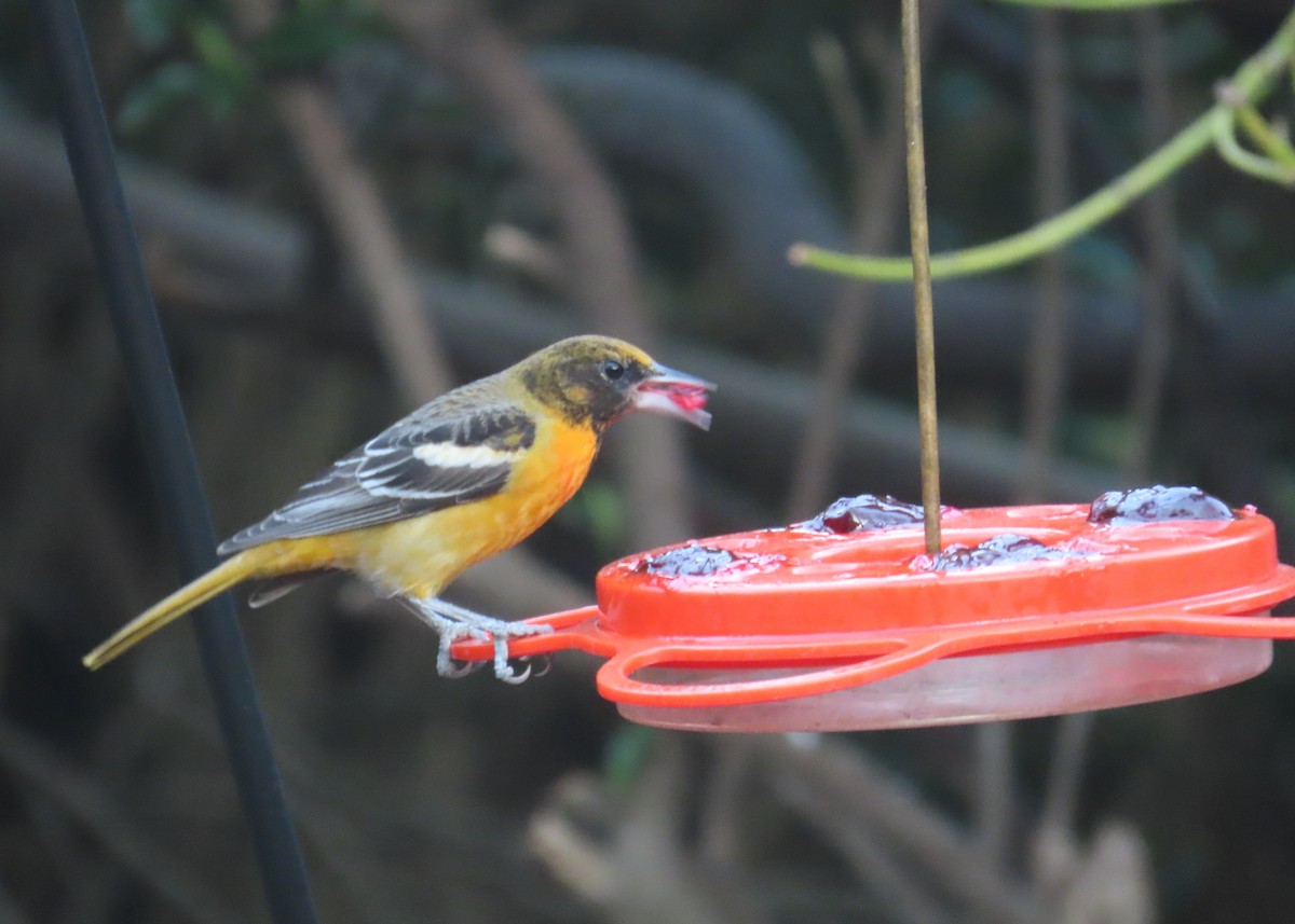 Baltimore Oriole - ML631829414