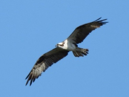 Osprey - ML631829418