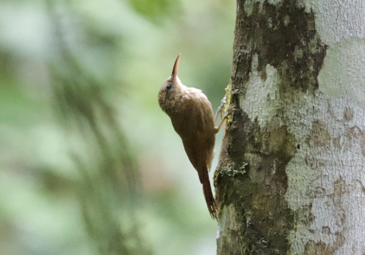 Ceara Woodcreeper - ML631829560