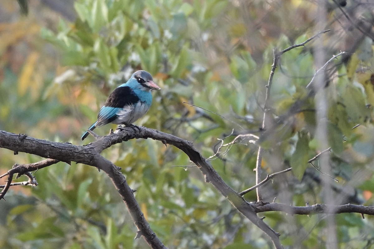 Blue-breasted Kingfisher - ML631829720