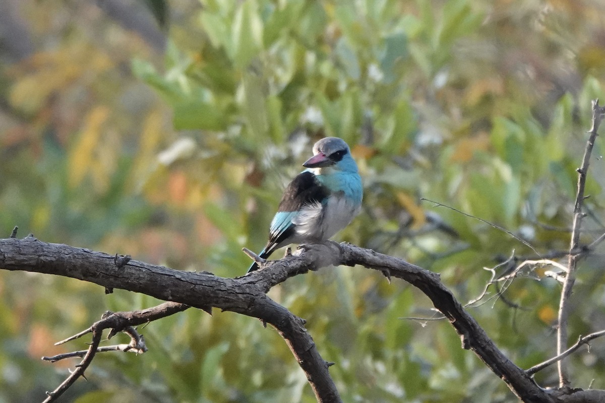 Blue-breasted Kingfisher - ML631829723