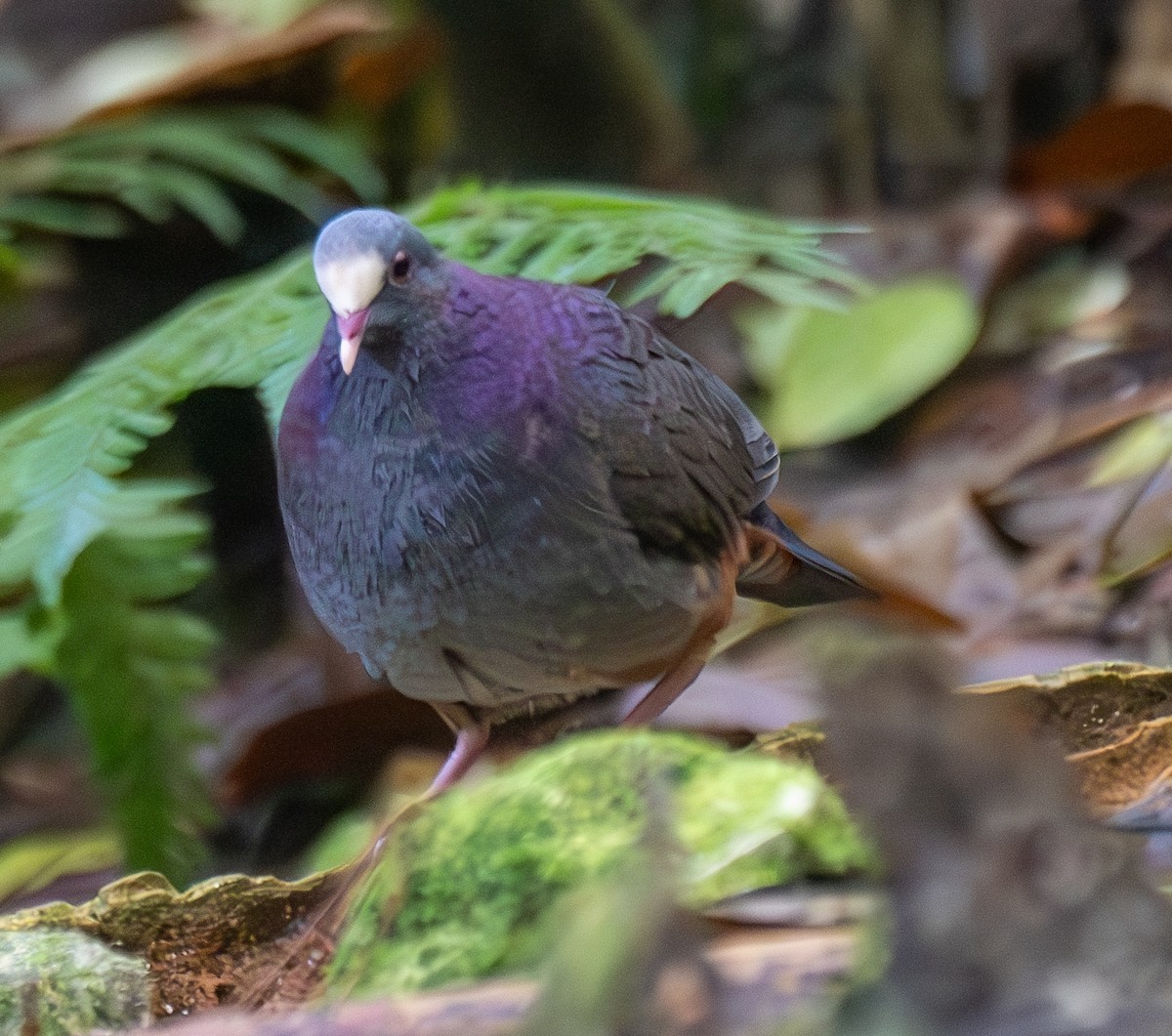 White-fronted Quail-Dove - ML631829819