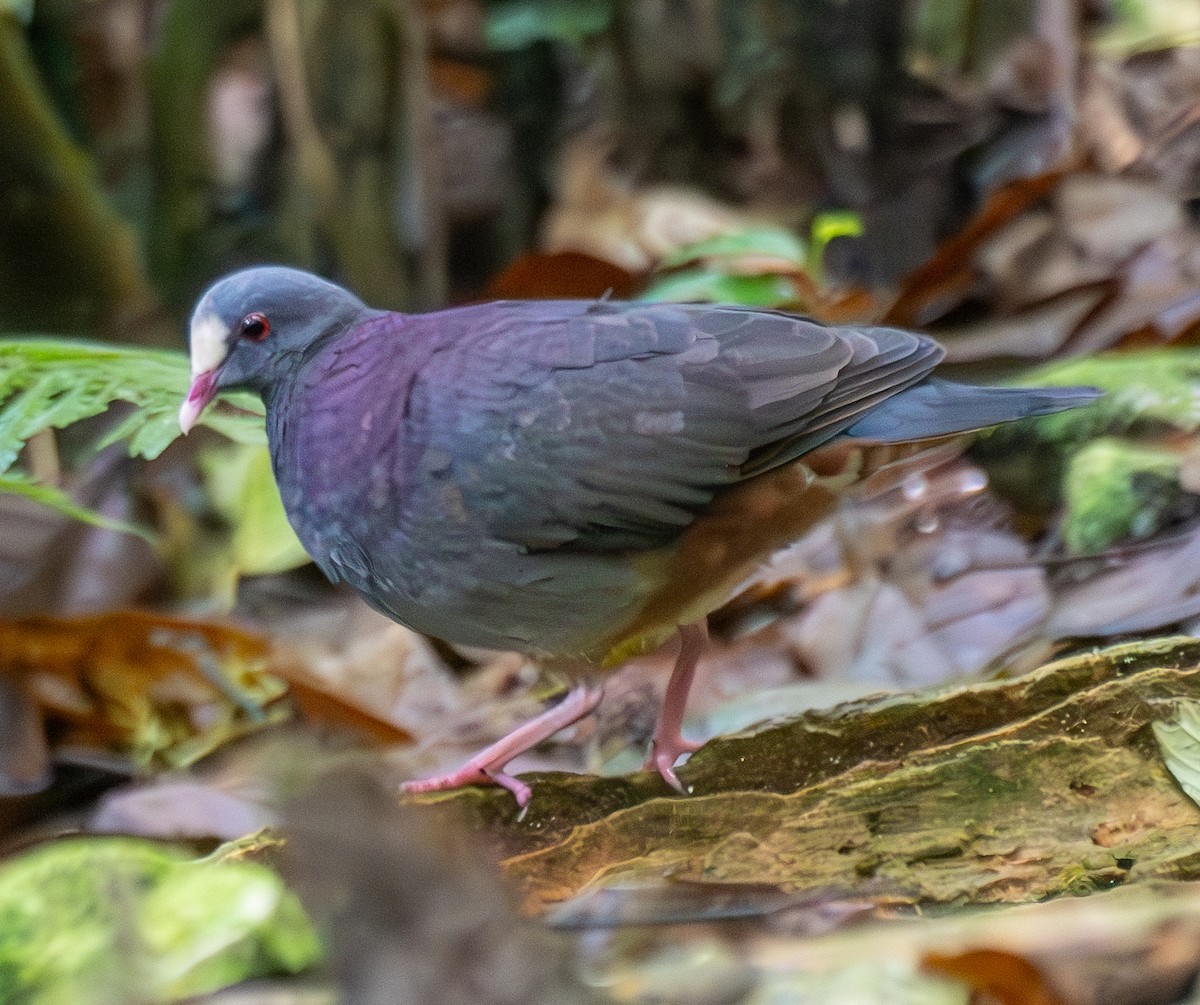 White-fronted Quail-Dove - ML631829820