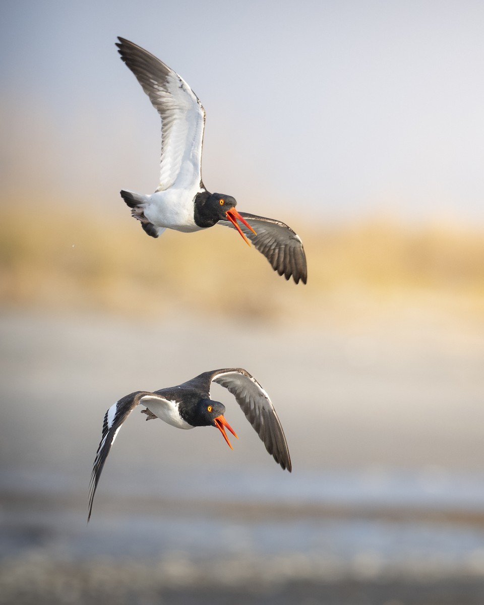 American Oystercatcher - ML631829955