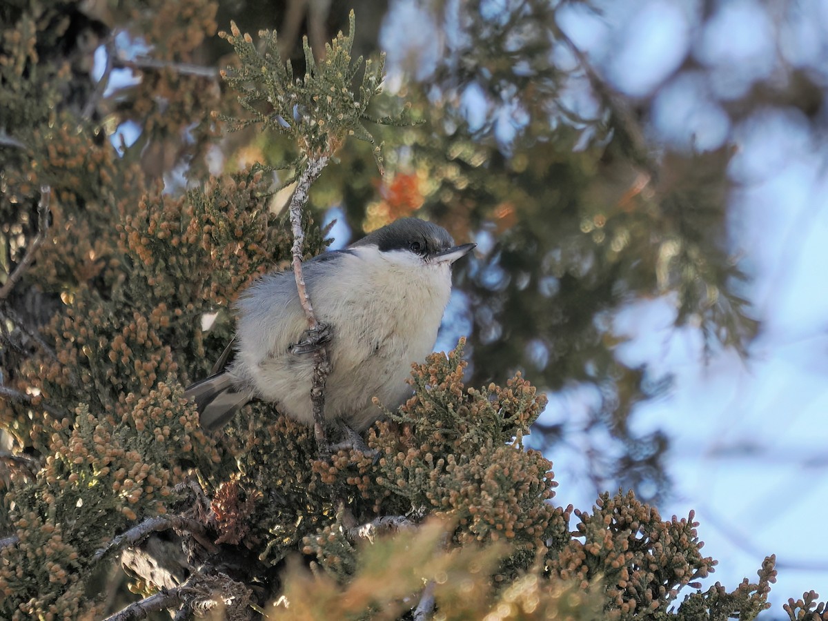 Pygmy Nuthatch - ML631830034