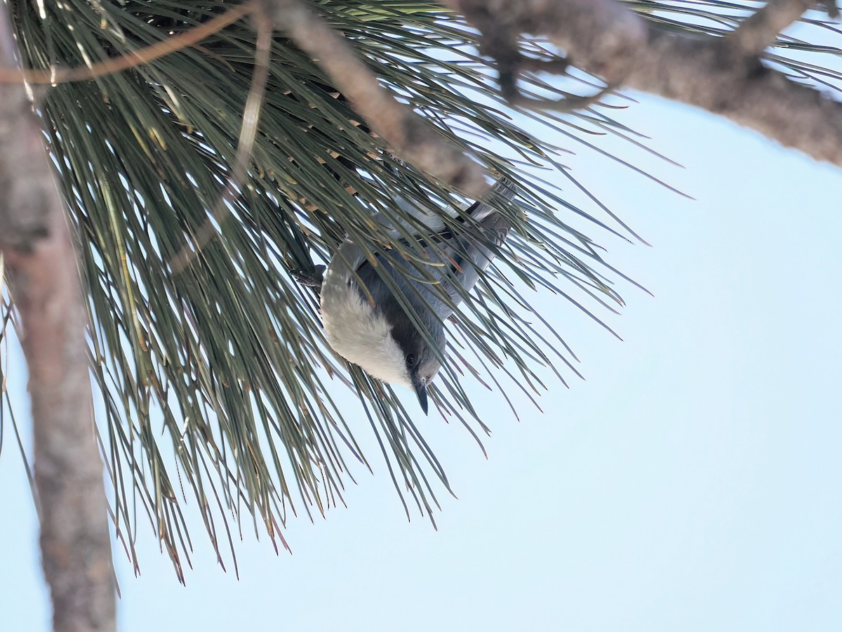 Pygmy Nuthatch - ML631830035