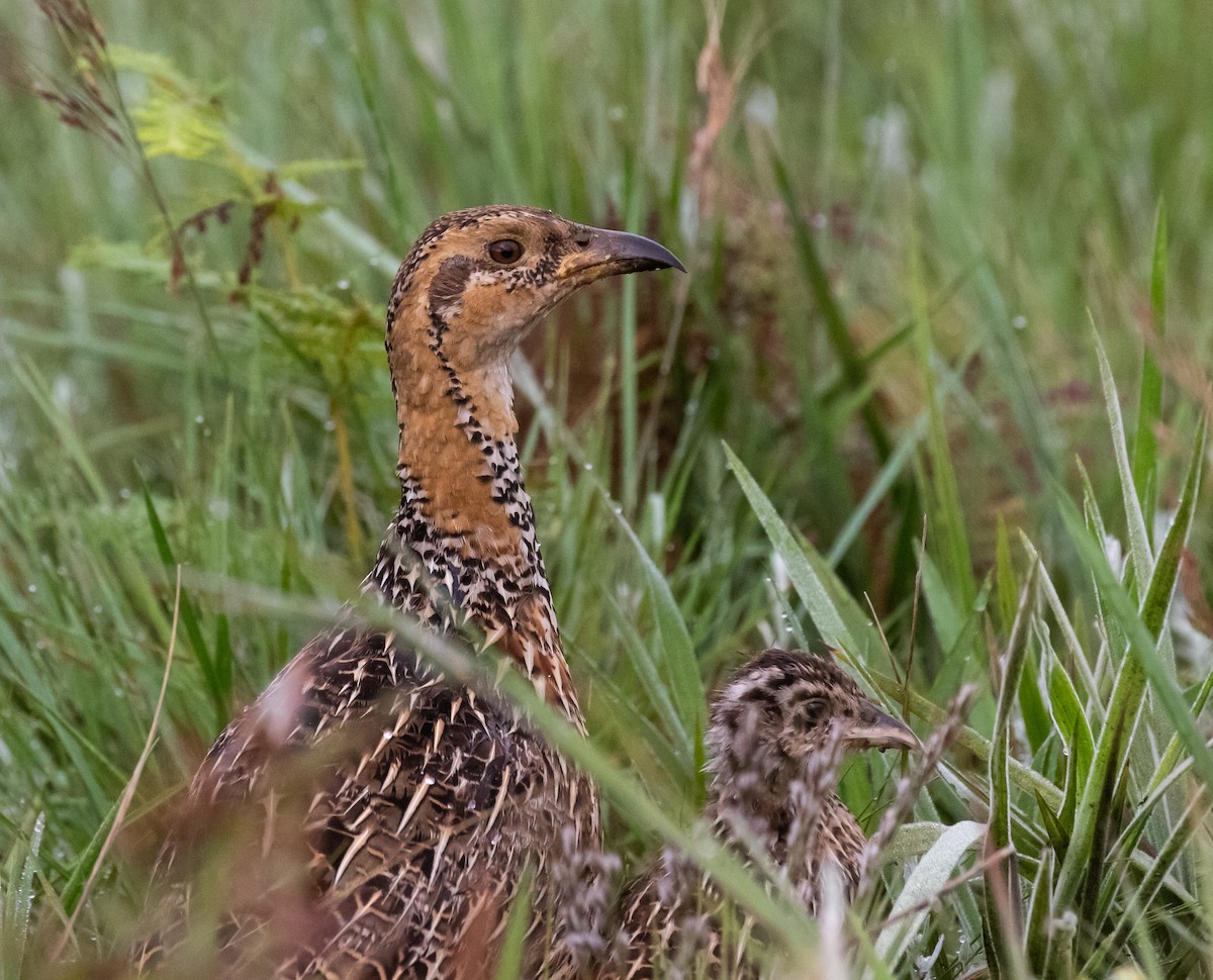 Red-winged Francolin - ML631830083