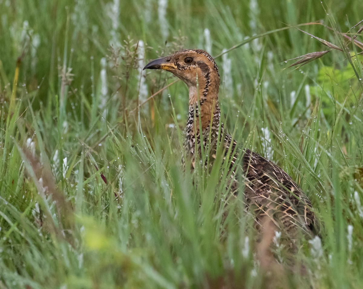 Red-winged Francolin - ML631830087