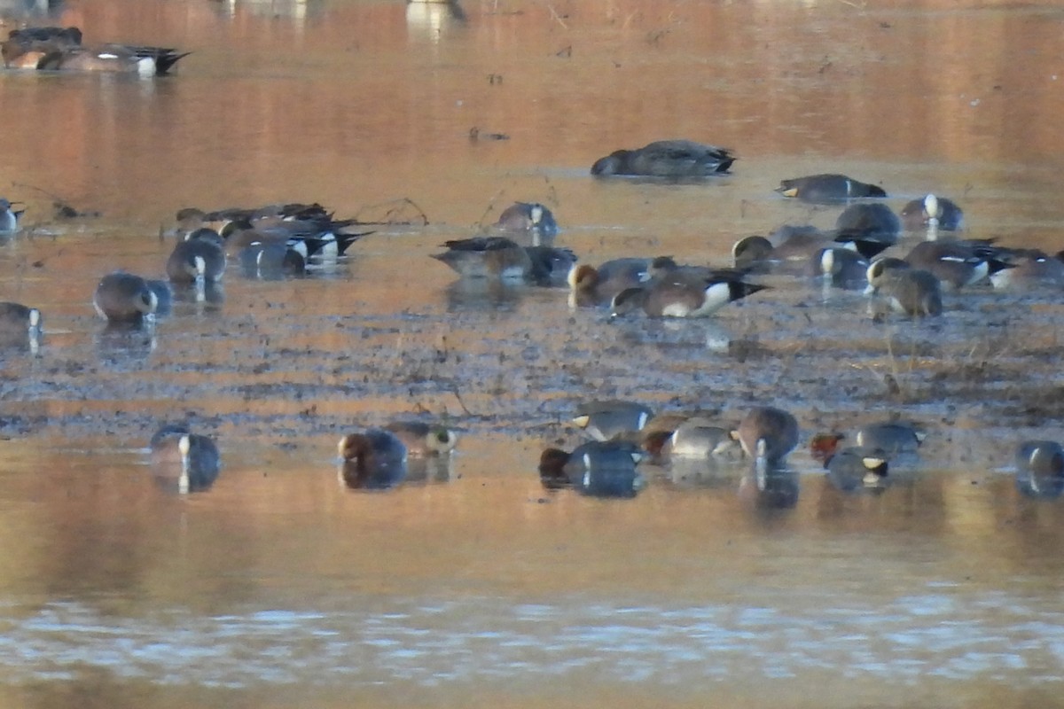 eBird Checklist - 8 Mar 2025 - Berlin Lake--Greenbower Bridge - 25 species