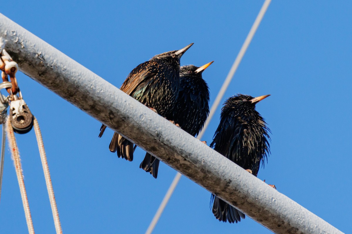 歐洲椋鳥 - ML631830355