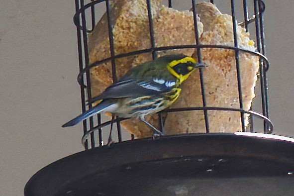 Townsend's Warbler - ML631830511