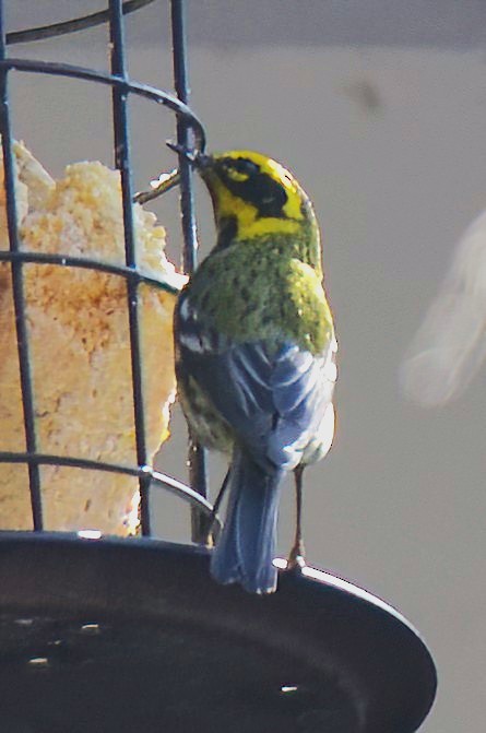 Townsend's Warbler - ML631830537