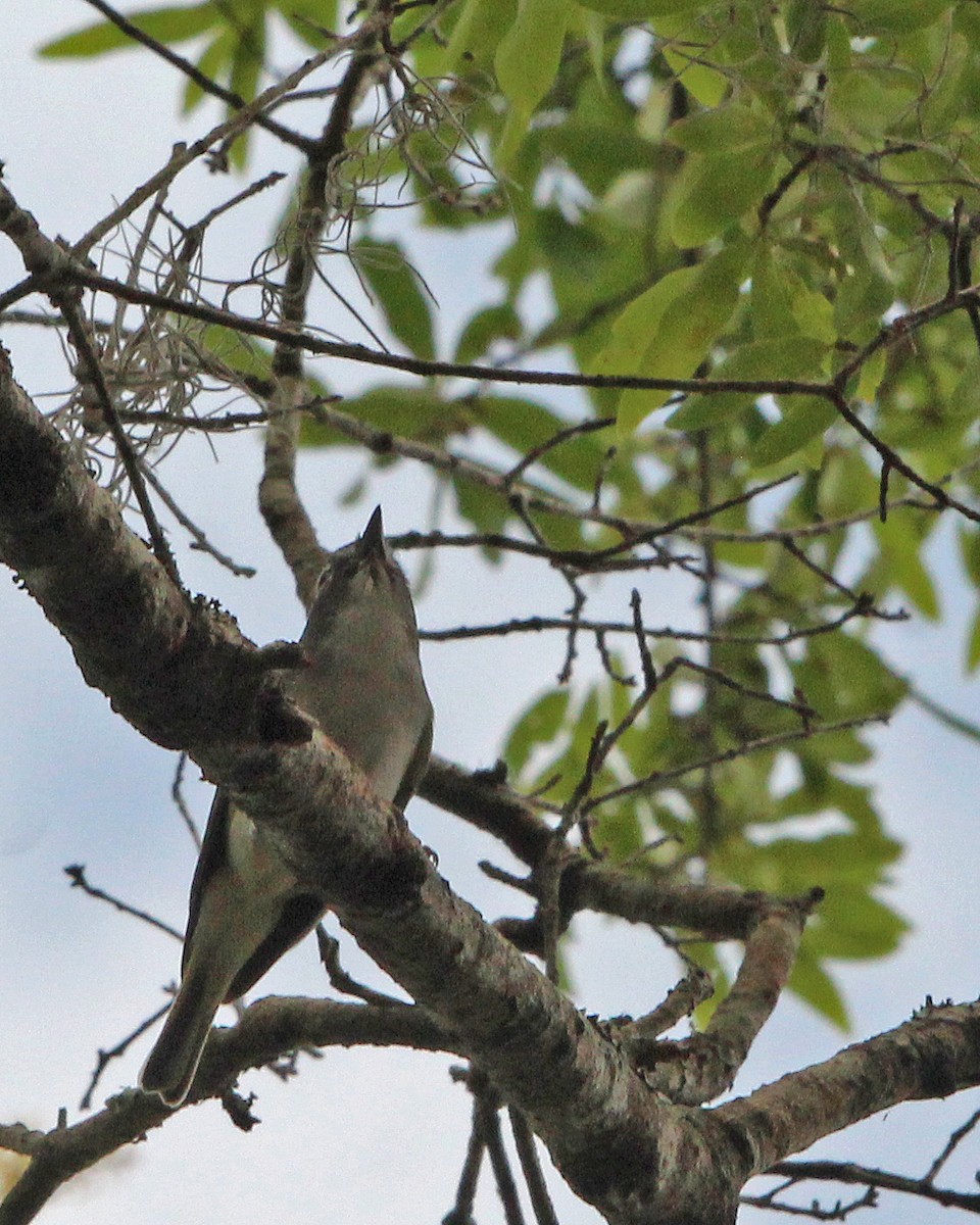 Blue-headed Vireo - ML631830681